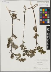 Foto von Salix aurita L.